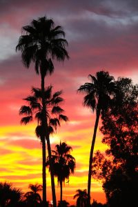 a sunset with palm trees in the foreground